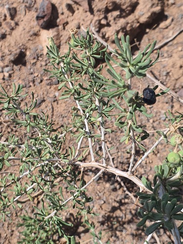 Lycium ruthenicum, photograph 6
