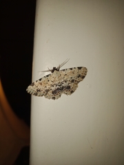 Sandava scitisignata