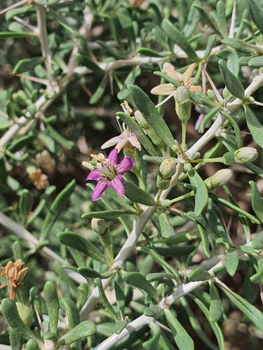 Lycium ruthenicum (Lycium ruthenicum)