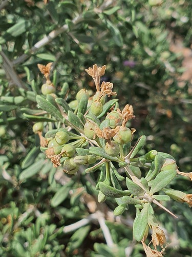 Lycium ruthenicum (Lycium ruthenicum)