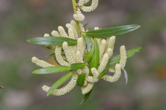 Podocarpus polystachyus