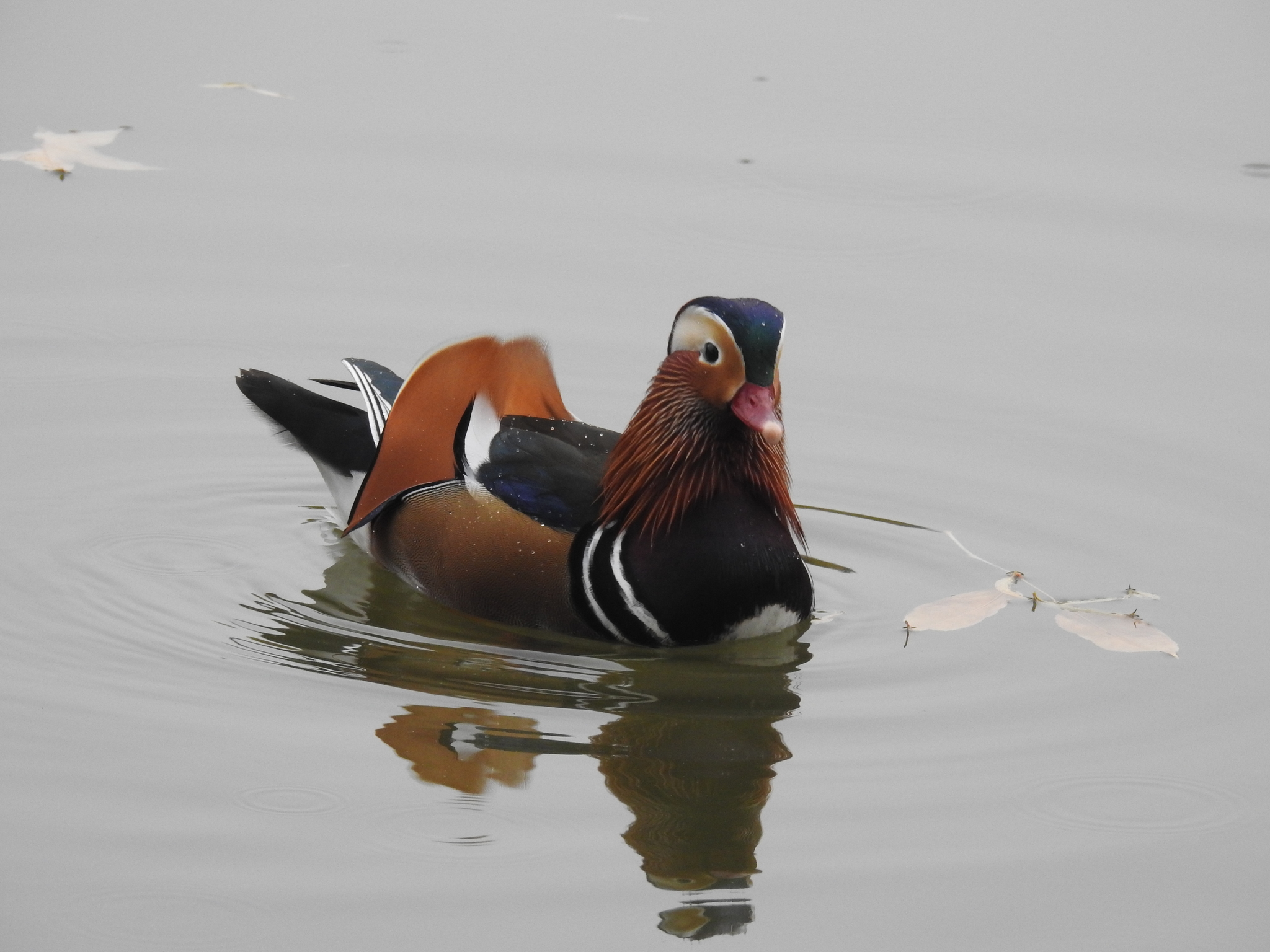Mandarin Duck