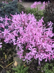 Nerine bowdenii