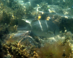 Girella elevata
