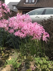 Nerine bowdenii