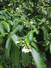 Tabernaemontana ventricosa