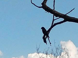 Black Drongo