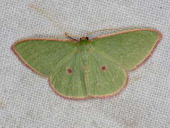 Chlorocoma cadmaria
