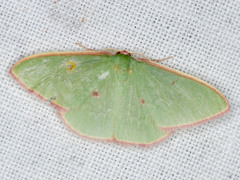 Chlorocoma cadmaria
