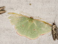 Chlorocoma cadmaria