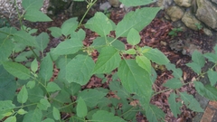 Witheringia mexicana