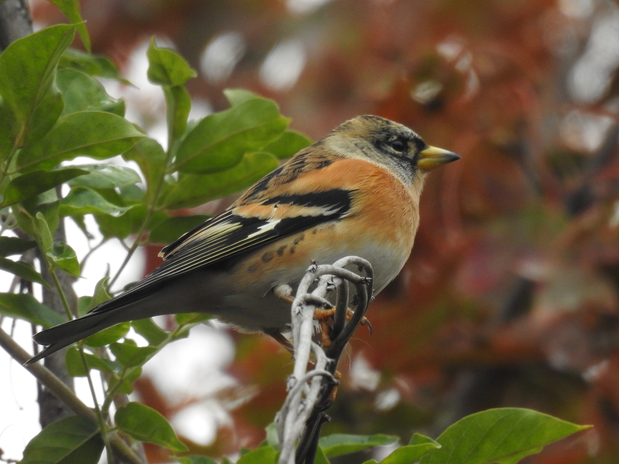 Brambling