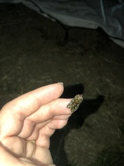 Ichneutica chlorodonta