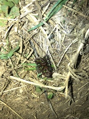 Ichneutica chlorodonta