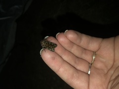 Ichneutica chlorodonta