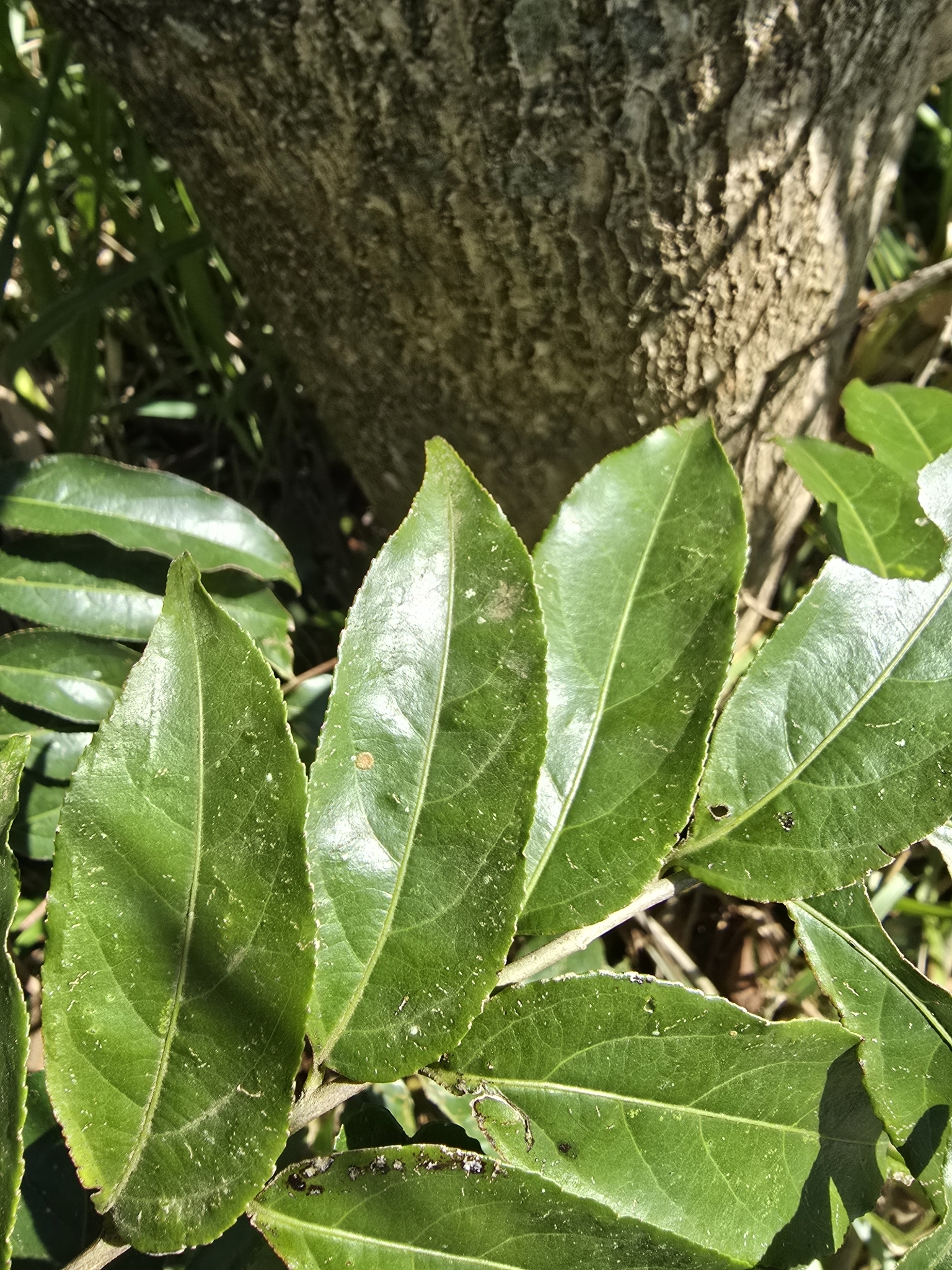 Casearia sylvestris