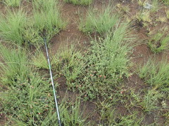 Jamesbrittenia breviflora