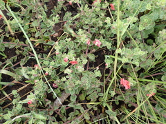 Jamesbrittenia breviflora