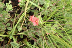 Jamesbrittenia breviflora