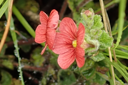 Image of Jamesbrittenia breviflora by no rights reserved