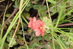 Jamesbrittenia breviflora