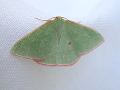Chlorocoma cadmaria