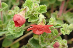 Jamesbrittenia breviflora