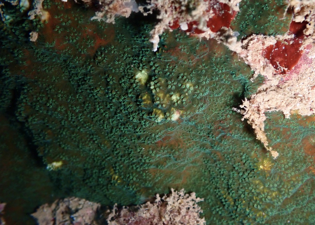 Flat coral