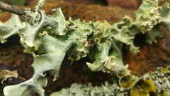 Punctelia hypoleucites