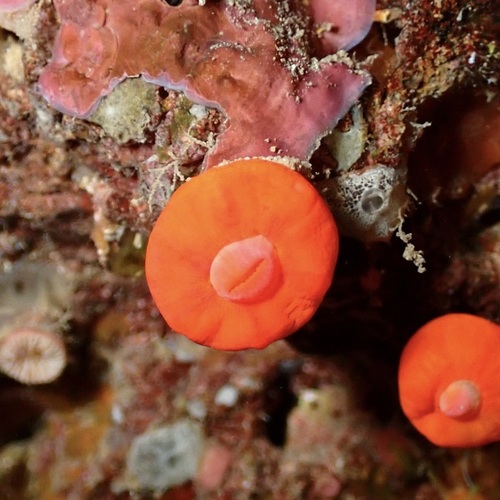 Rhizopsammia verrilli
