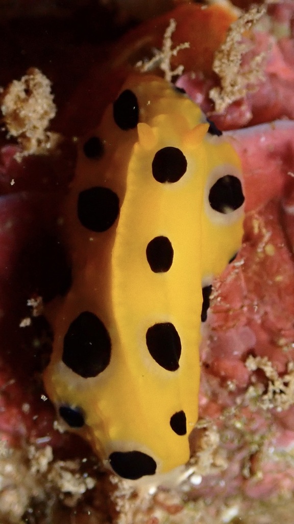 Polkadot Nudibranch