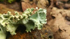 Punctelia hypoleucites