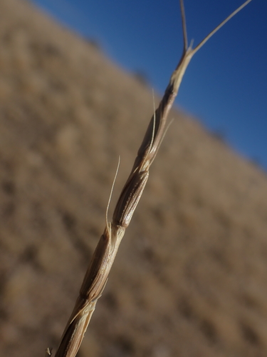Aegilops cylindrica iNat (3)