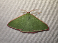 Chlorocoma cadmaria