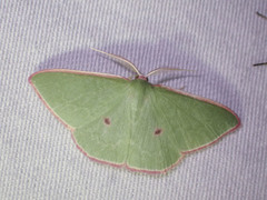 Chlorocoma cadmaria