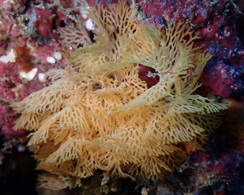 Reteporellina, 2025-08-19