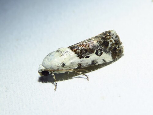 One-spotted Bird-dropping Moth photo 3