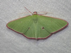 Chlorocoma cadmaria