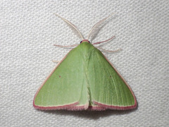 Chlorocoma cadmaria