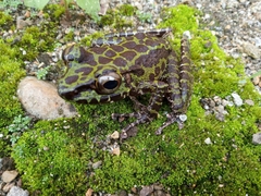 Sumaterana crassiovis