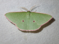 Chlorocoma cadmaria