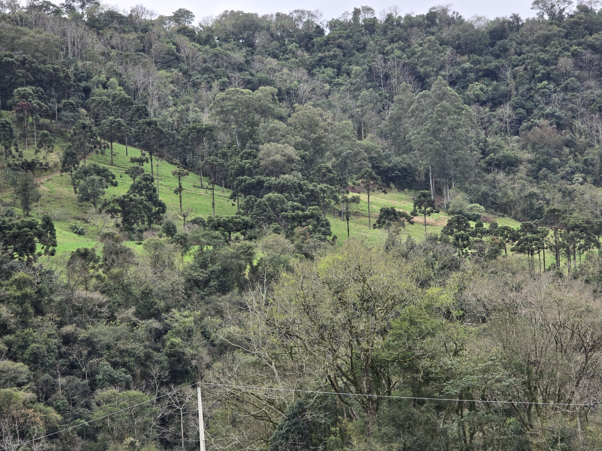 Araucaria angustifolia