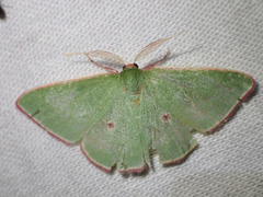 Chlorocoma cadmaria