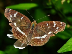 Anthanassa argentea