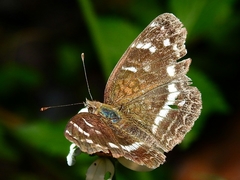 Anthanassa argentea