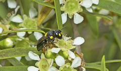 Hylaeus rotundiceps