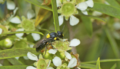 Hylaeus rotundiceps