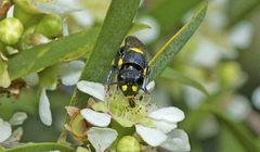 Hylaeus rotundiceps