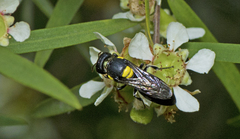Hylaeus rotundiceps