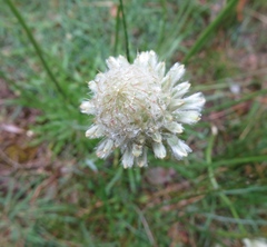 Ptilotus macrocephalus